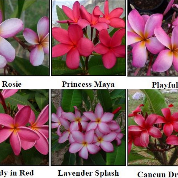 Plumeria Unrooted CUTTINGS, Frangipani, Champa, Golenchi, Lei Flower, Flor de Mayo, Golachin (12-16 inch Tall)