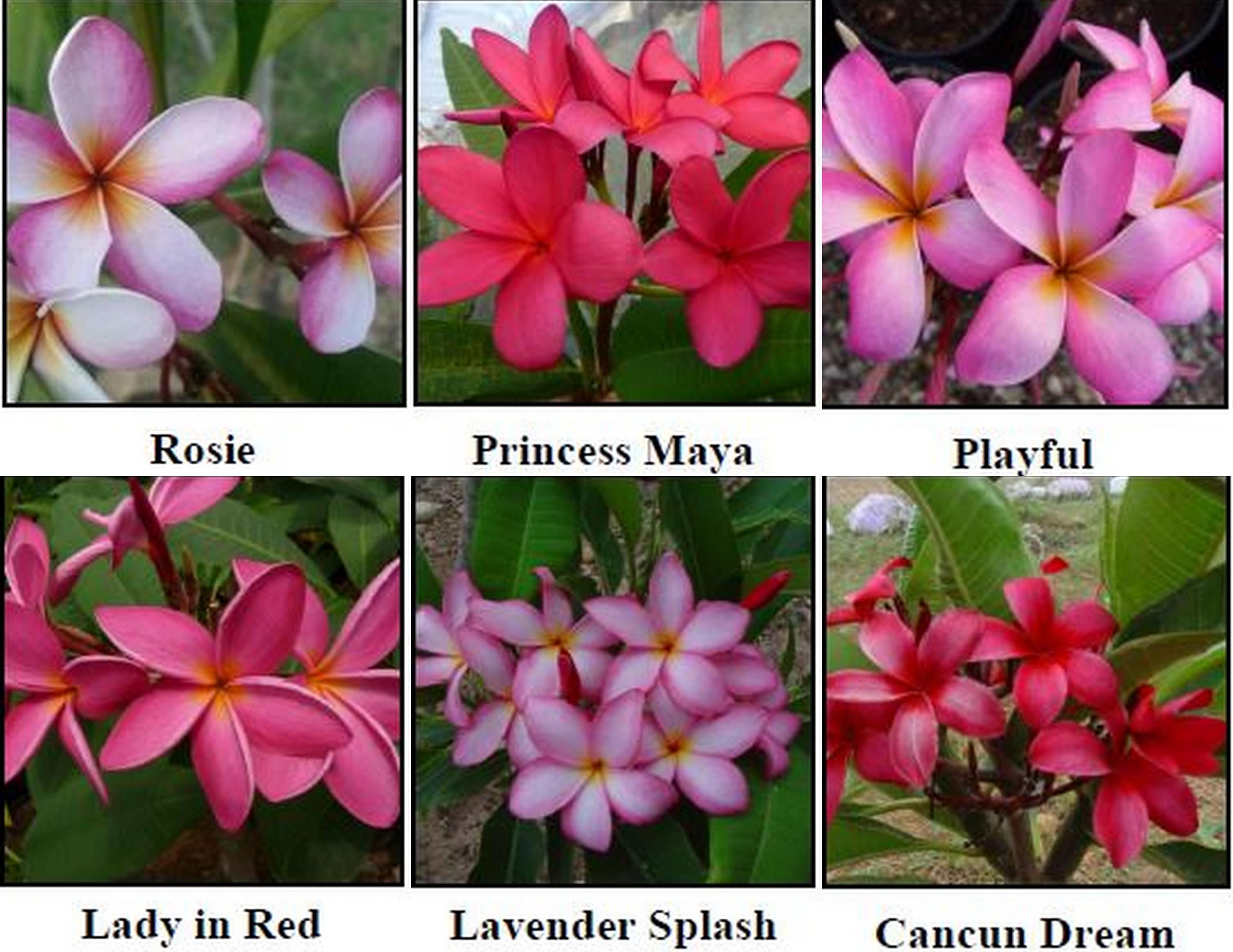 ROOTED Plumeria Plant, Frangipani, Champa, Golenchi, Lei Flower 