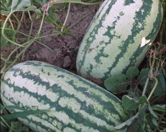 Watermelon, Jubilee Improved Seeds