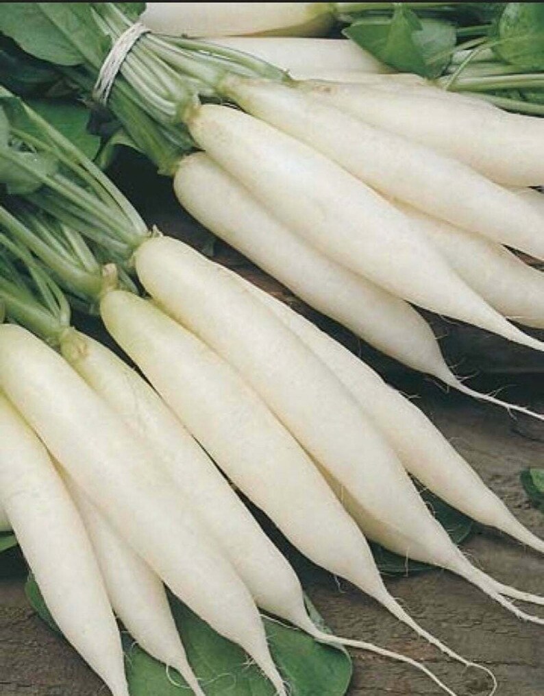 White Icicle Radish / heirloom Seeds100 Seeds/ Fall Garden