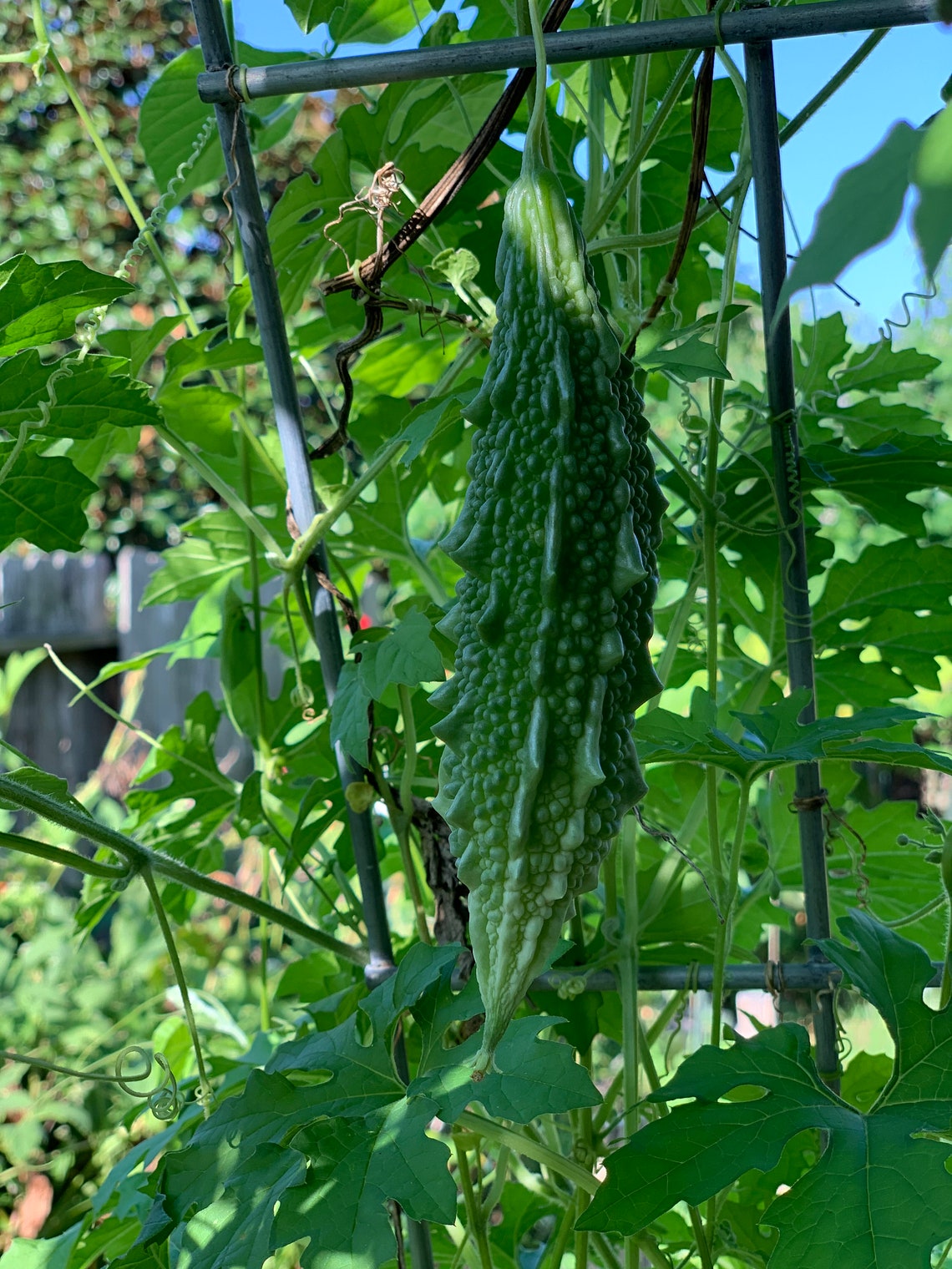 bitter-gourd-jade-bitter-melon-karela-balsam-apple-pear-etsy