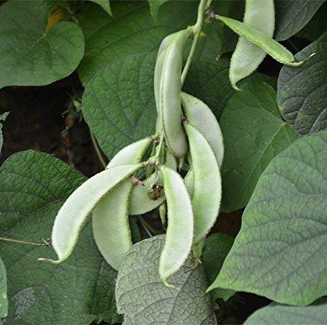 Hyacinth Bean, Highyielding Delicious Asian Bean, Desi Papdi Seed