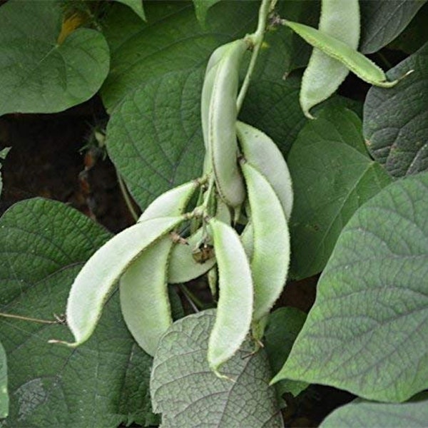 Hyacinth Bean, HighYielding Delicious Asian Bean, Desi Papdi seed,Akahana Fujimame, 赤花扁豆 赤花ふじ豆: