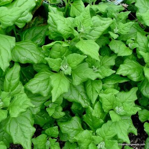 New Zealand Spinach, Tetragonia tetragonoides,  Warrigal greens ( 25 Seeds)