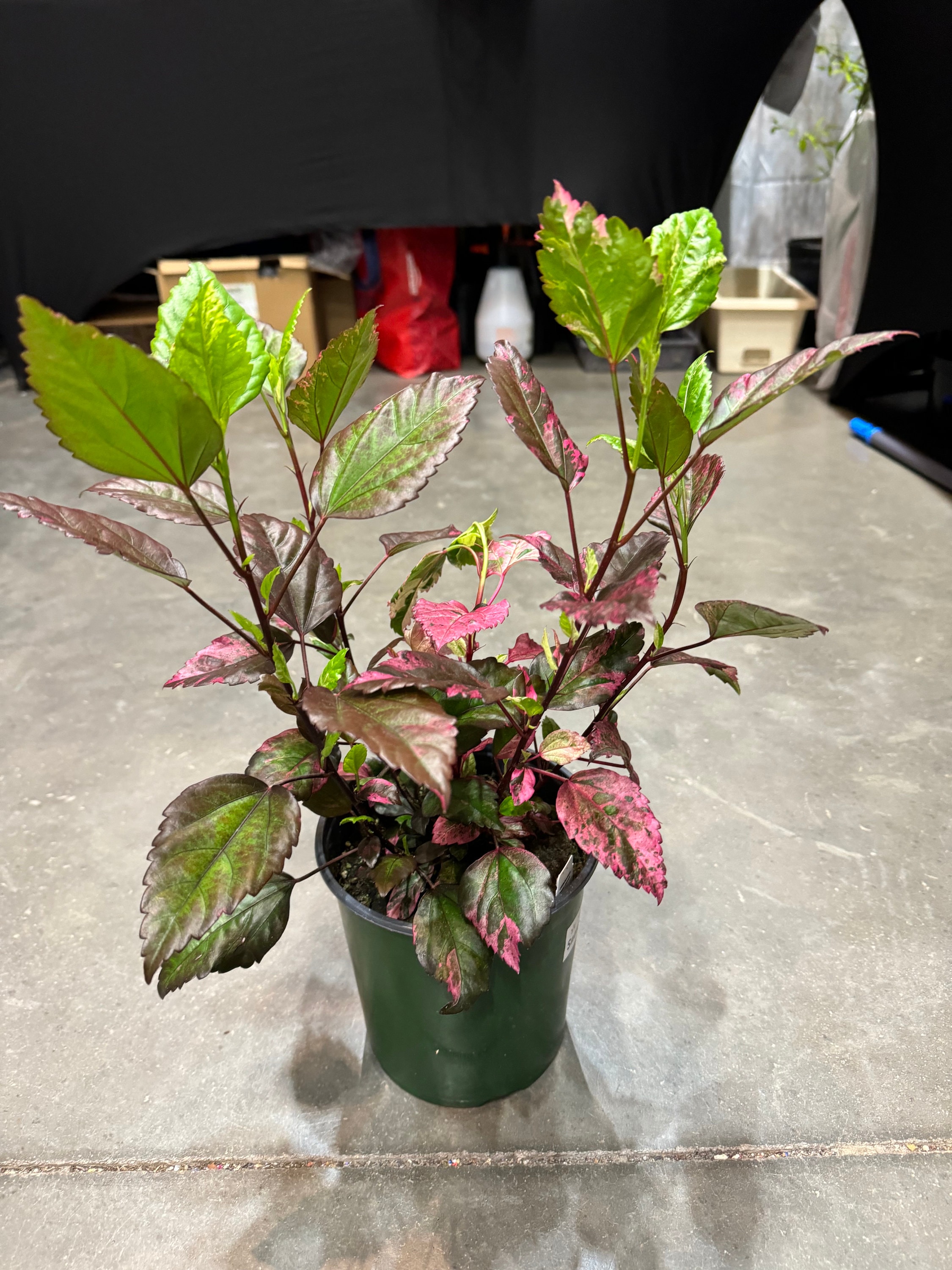 スワロフスキー　レッドハイビスカス Variegated Hibiscus SNOW QUEEN, Rare variety Plant( 12-18 inch