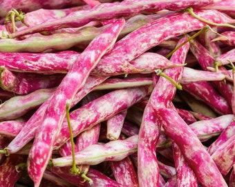 Horticultura enana Taylor Bush Bean Seeds