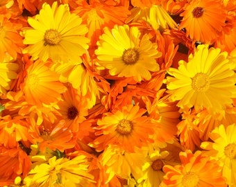 May include: A close-up of a bunch of bright orange and yellow calendula flowers. The flowers are in full bloom and have a delicate, almost translucent appearance.