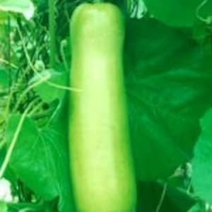 May include: A long, light green gourd hanging from a vine. The gourd is smooth and has a slightly pointed end.