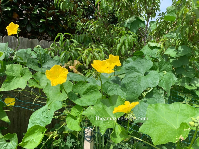 Chinese Okra Chikni Turai Galki,Gilki muop huong Luffa