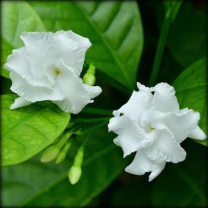 May include: Close-up of white Gardenia flowers with multiple layers of petals. The flowers are surrounded by green leaves and buds. The image is well-lit, highlighting the texture and details of the flowers.