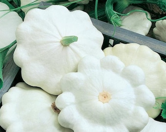 Heirloom Early White Scallop, Patty Pan, Bush, Summer Squash Seed(20+Seeds)