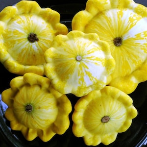 Heirloom  Yellow  Scallop Bush Summer Squash Seed(20+ Seeds)