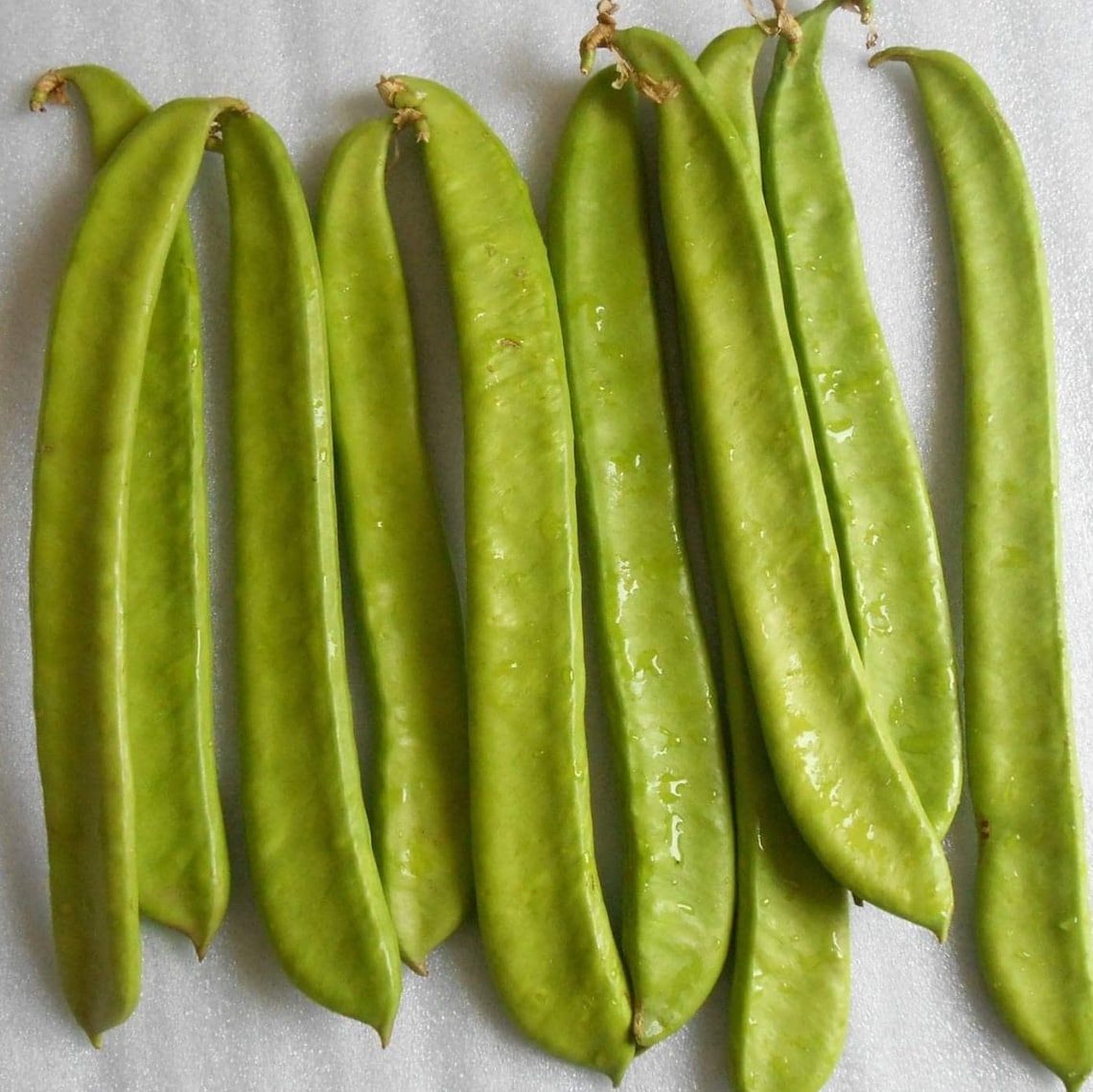 Bean Japanese Sword Bean Akanata Mame Canavalia gladiate Etsy