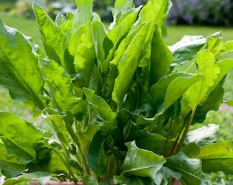 Large Leaf Sorrel Seeds, Chukakura, Khatta Palak