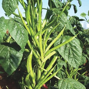 Cluster beans SUVARN seeds, Gawar, Guar, Guvar, gokarakaya, kotthavarai, Kothamara seed, Goru chikkudu Seeds 20