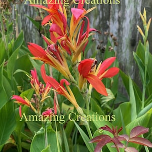 Organic CANNA LILY Seeds (15 Seeds)