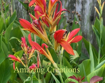 Organic CANNA LILY Seeds (15 Seeds)