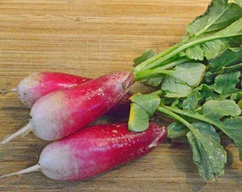 Heirloom French Breakfast Radish Seeds Seeds