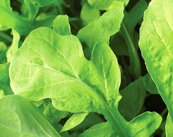 Arugula ASTRO Seeds, Microgreen,  Leafy Vegetable Seeds