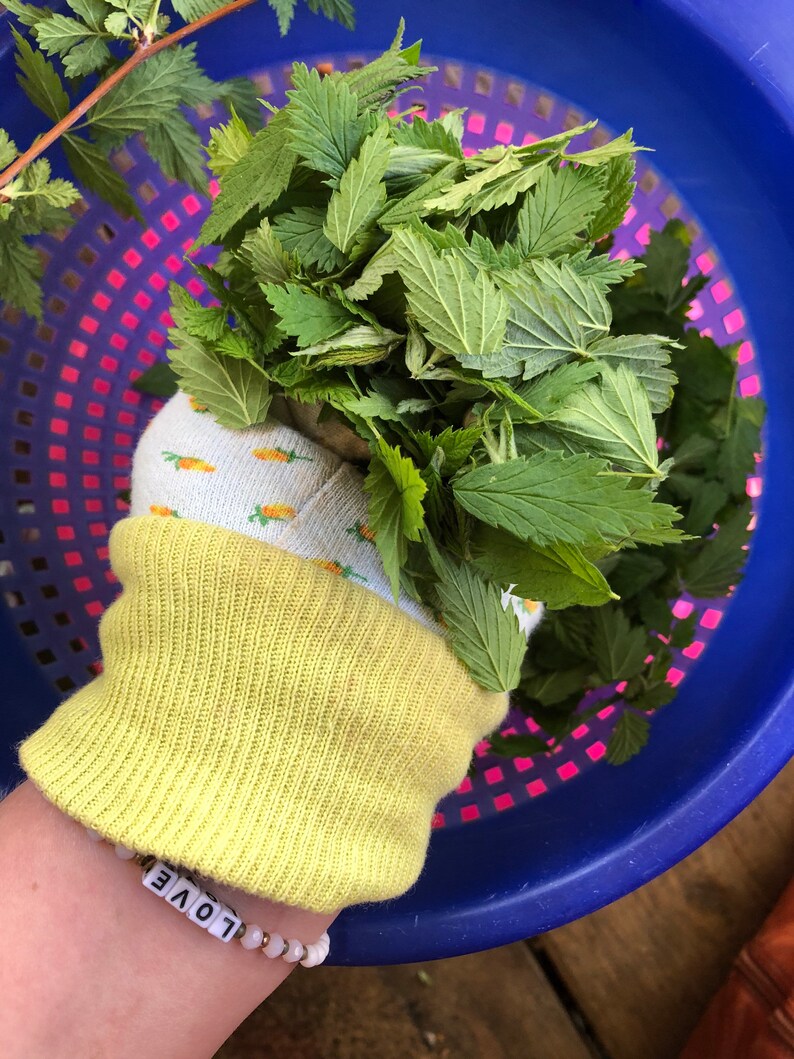 Red Raspberry Leaf Herbal Pregnancy Tea With Dried Raspberries Etsy