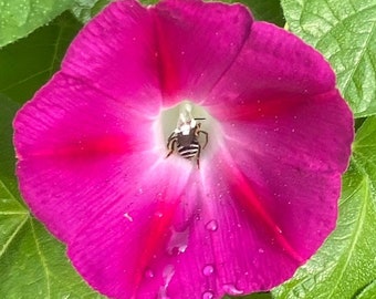 Pink Morning Glory Etsy