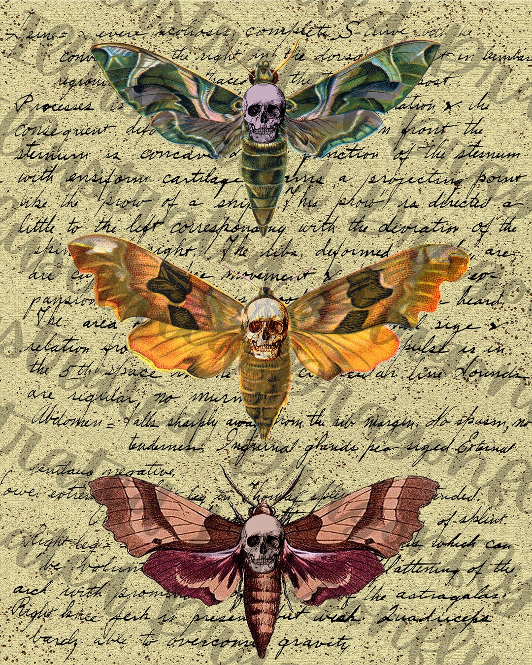 Death Head Moth Script Printable Digital Download Clip Art - Etsy