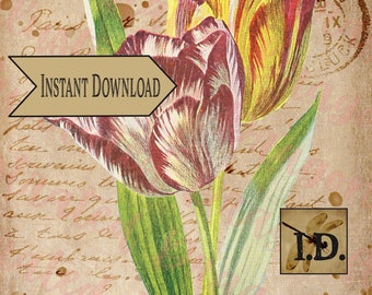 French Script Tulip Carte Postale Ephemera Printable Digital Download Clip Art