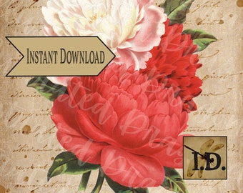 French Script Peony Floral  Ephemera Printable Digital Download Clip Art