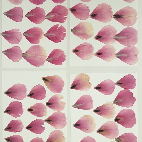 Dried Flower Petals Etsy