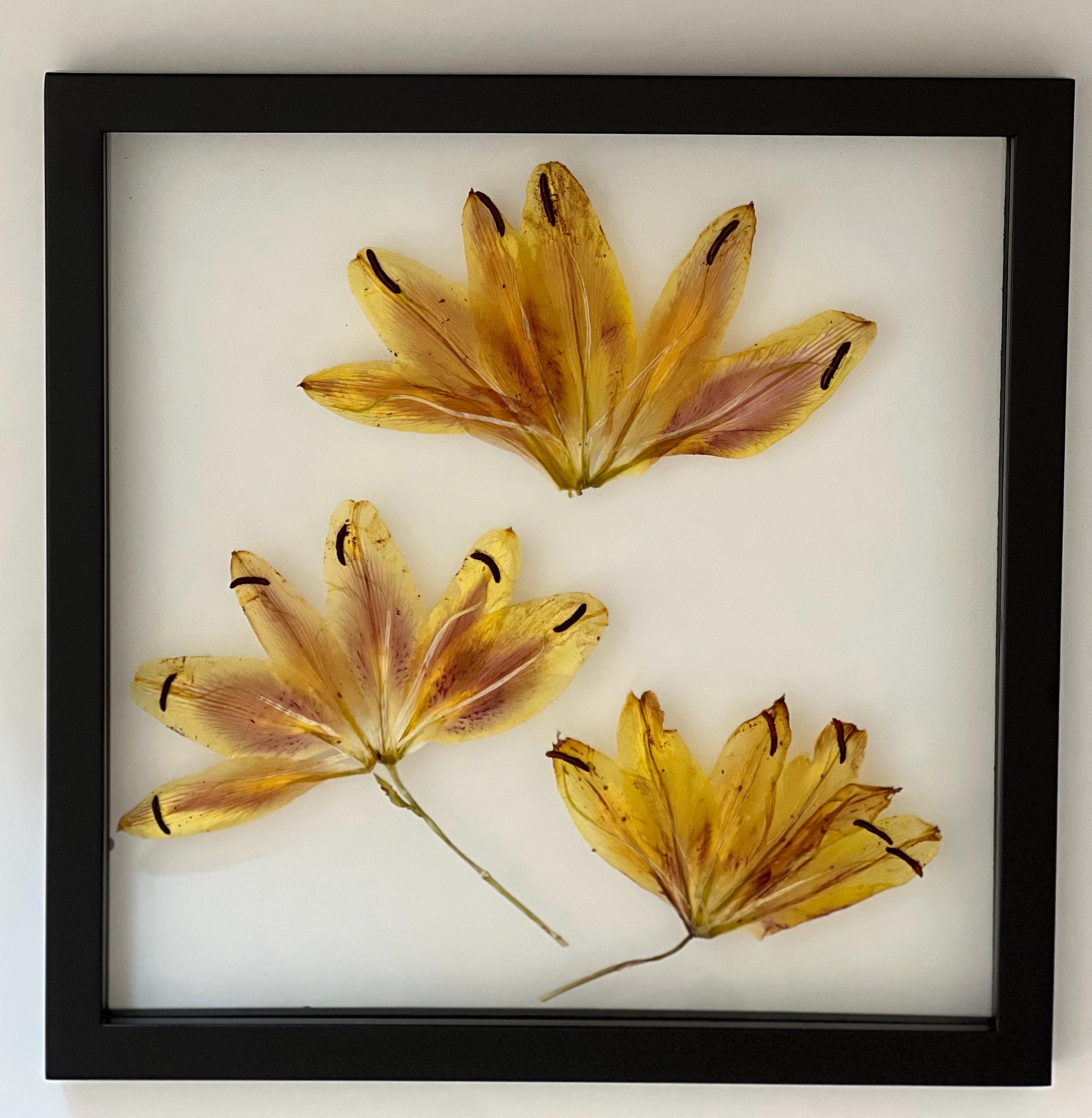 Real Pressed Tiger Lily Flower in 13
