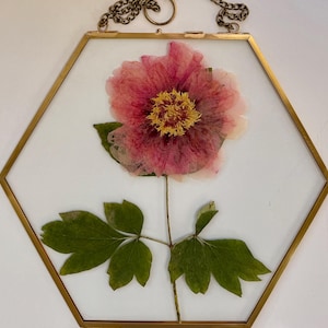 Framed Real Pressed Peony in a HUGE Brass Floating Frame, Botanical Artwork, Unique Gift for Any Occasions