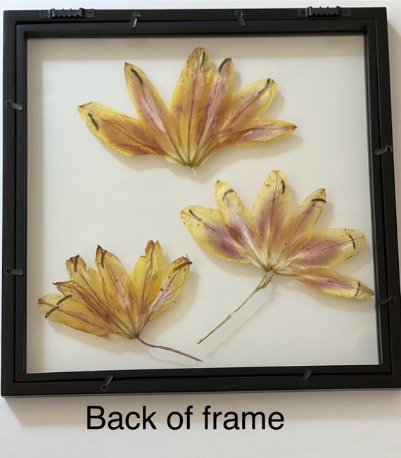 Real Pressed Tiger Lily Flower in 13