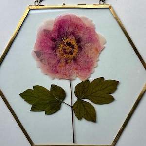 Real Pressed Peony (without the frame)