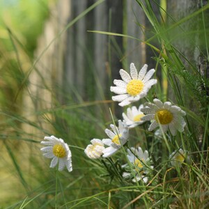 Pu&ograve; includere: Margherite bianche all'uncinetto con centri gialli sono annidati in un letto di erba verde. Le margherite sono disposte in un grappolo, con alcuni fiori parzialmente nascosti dall'erba. Lo sfondo &egrave; un'immagine sfocata di una recinzione di legno e fogliame verde.