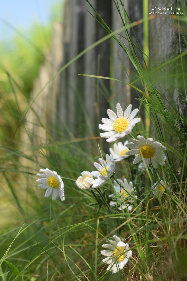 Pu&ograve; includere: Margherite bianche all'uncinetto con centri gialli sono annidati in un letto di erba verde. Le margherite sono disposte in un grappolo, con alcuni fiori parzialmente nascosti dall'erba. Lo sfondo &egrave; un'immagine sfocata di una recinzione di legno e fogliame verde.