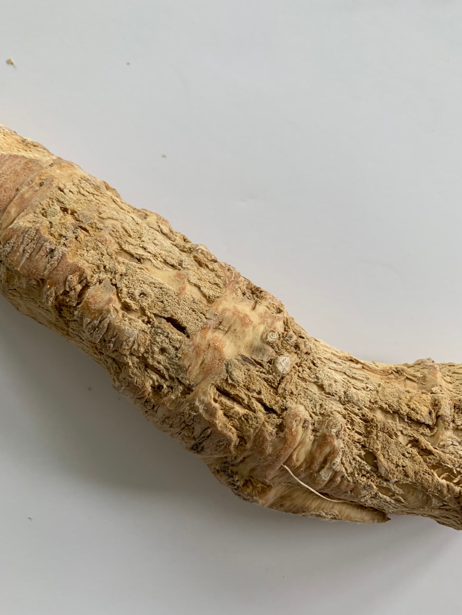 Whole Organic Horseradish Root 12 Oz Raw Fresh Vacuum Sealed Etsy