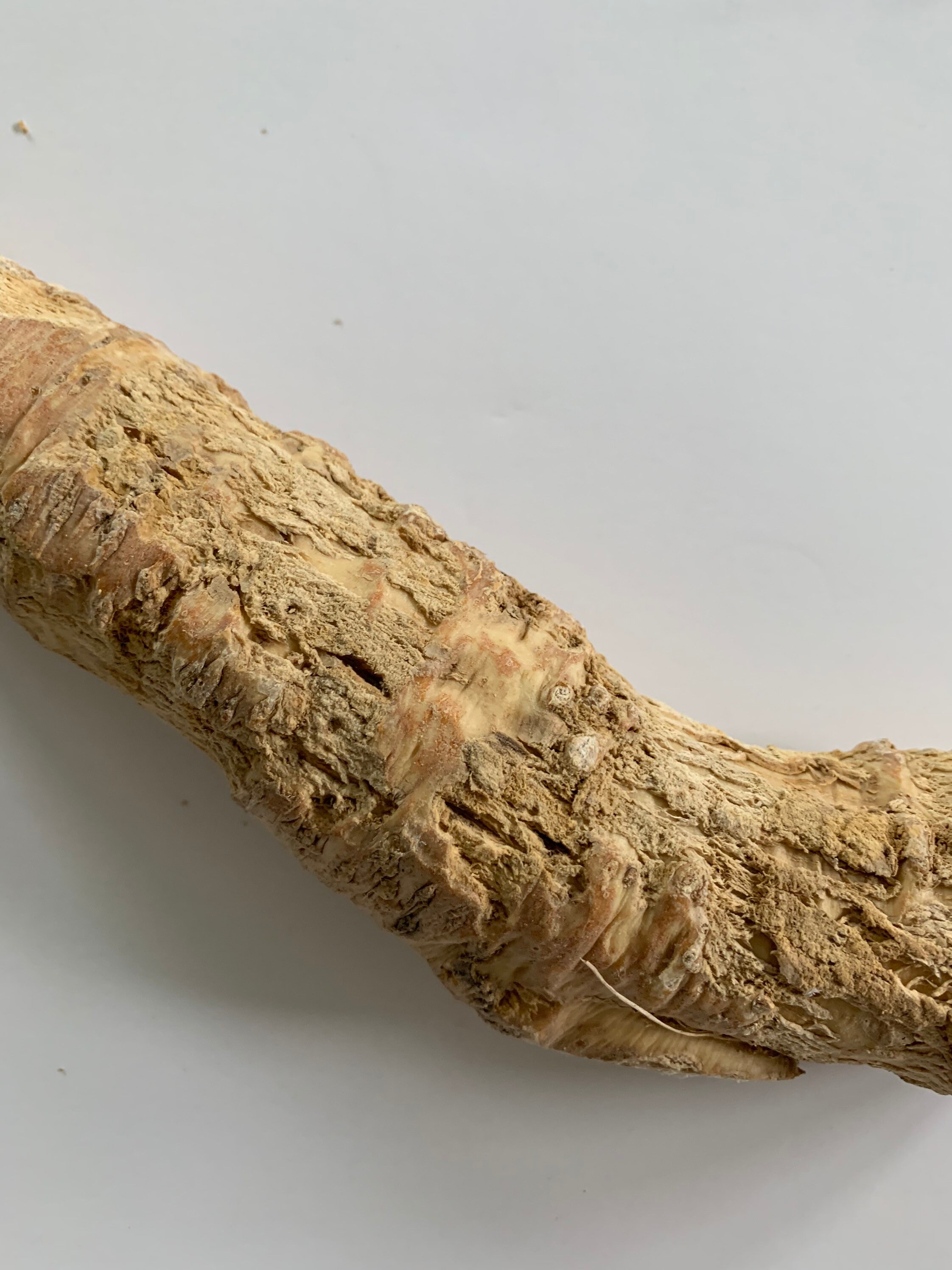 Whole Organic Horseradish Root 12 Oz Raw Fresh Vacuum Sealed Etsy