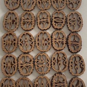 25 Black Walnut Shell Slices