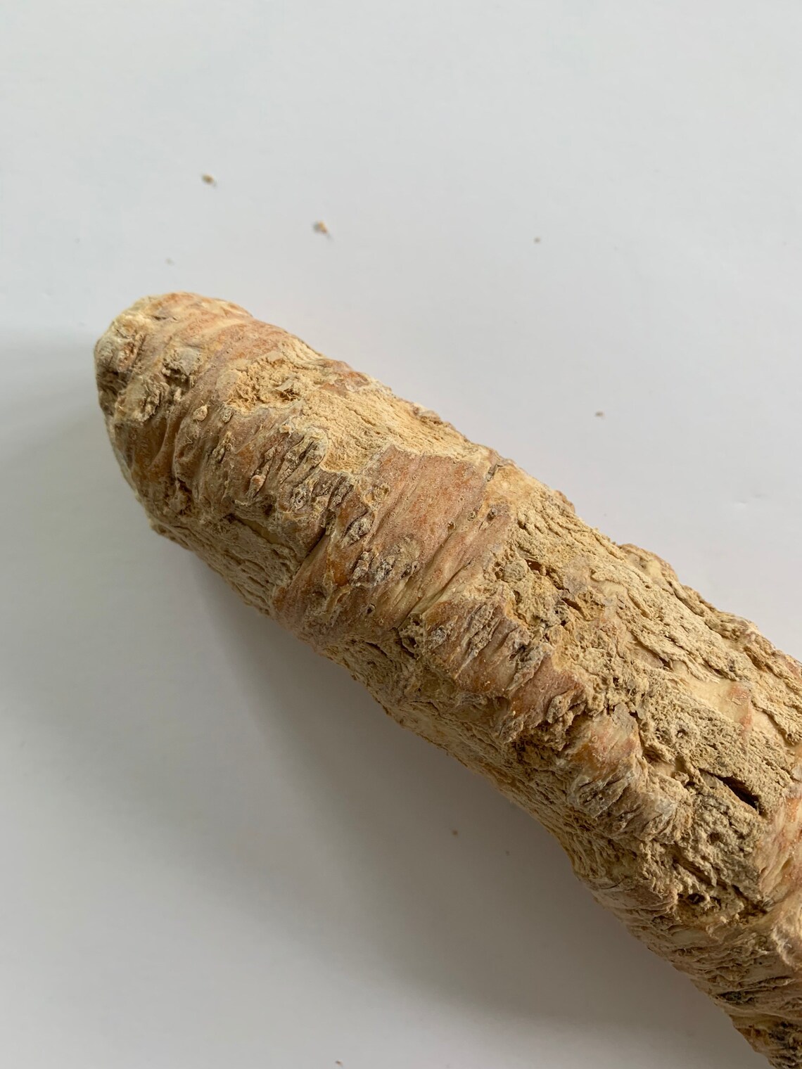 Whole Organic Horseradish Root 12 Oz Raw Fresh Vacuum Sealed Etsy