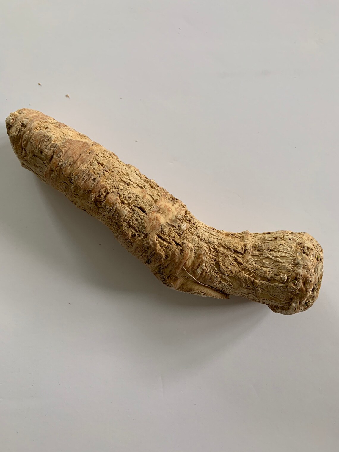 Whole Organic Horseradish Root 12 Oz Raw Fresh Vacuum Sealed Etsy