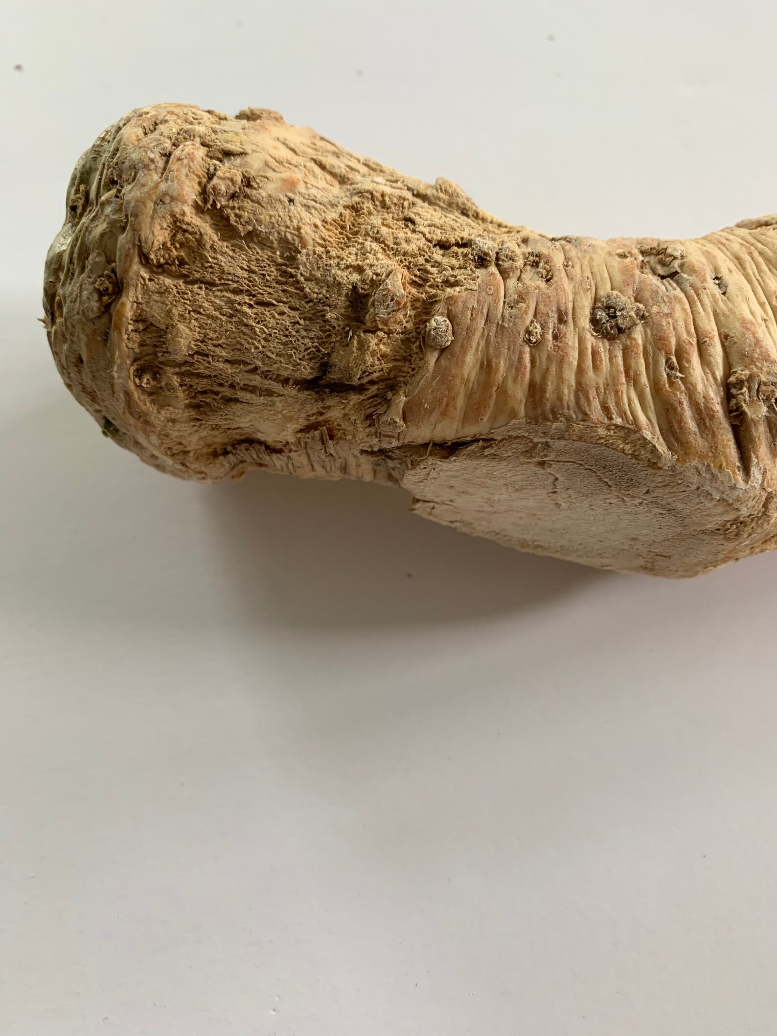 Whole Organic Horseradish Root 12 Oz Raw Fresh Vacuum Sealed Etsy