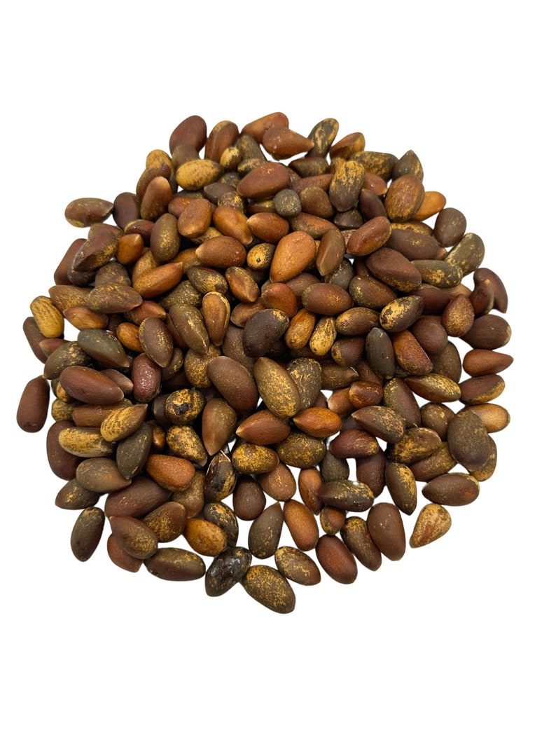 In Shell Pinon Nuts 3 Oz Etsy