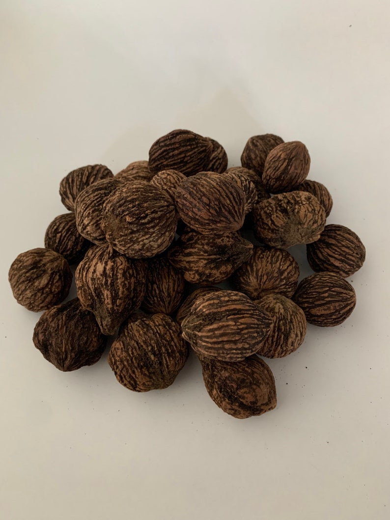 Black Walnuts Inshell 1 Pound 16 Oz Wild Foraged Etsy