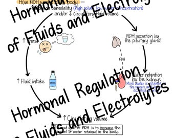Regulação Hormonal de Fluidos e Eletrólitos - Guia de estudo de enfermagem