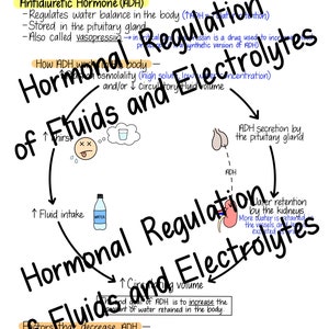 Pode incluir: Um diagrama colorido que explica a regula&ccedil;&atilde;o hormonal dos fluidos e eletr&oacute;litos no corpo. O diagrama inclui texto sobre o horm&ocirc;nio antidiur&eacute;tico (ADH), a sede, a ingest&atilde;o de l&iacute;quidos, a reten&ccedil;&atilde;o de &aacute;gua e os fatores que diminuem o ADH.
