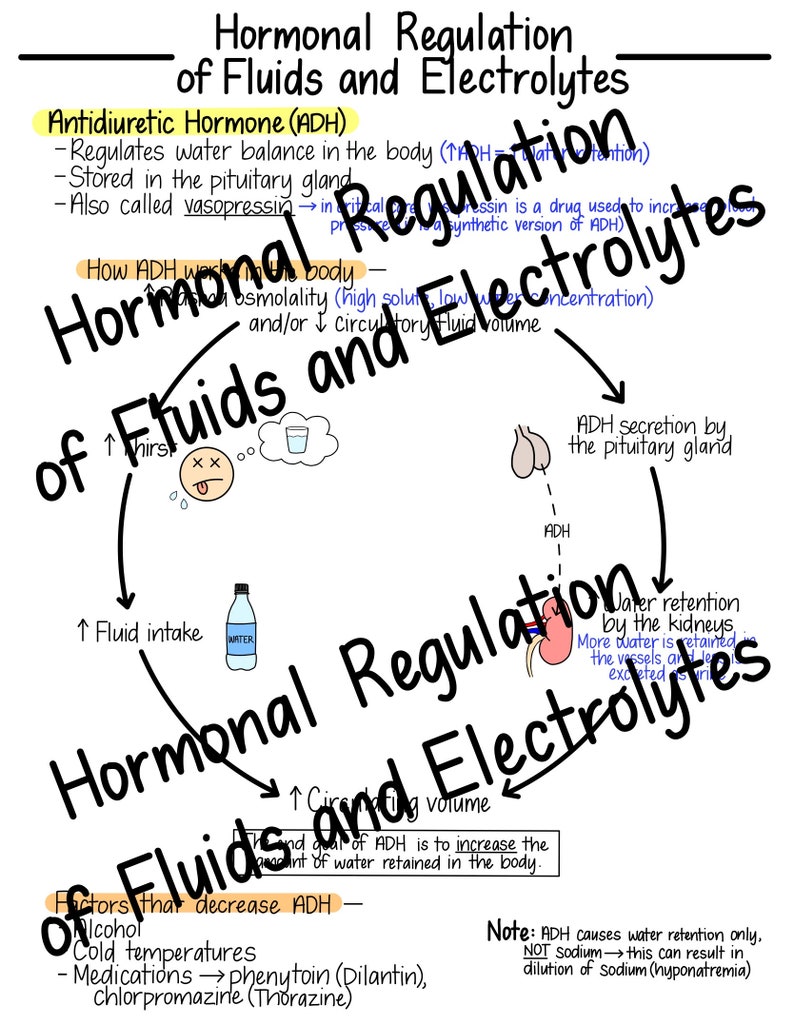 Pode incluir: Um diagrama colorido que explica a regula&ccedil;&atilde;o hormonal dos fluidos e eletr&oacute;litos no corpo. O diagrama inclui texto sobre o horm&ocirc;nio antidiur&eacute;tico (ADH), a sede, a ingest&atilde;o de l&iacute;quidos, a reten&ccedil;&atilde;o de &aacute;gua e os fatores que diminuem o ADH.