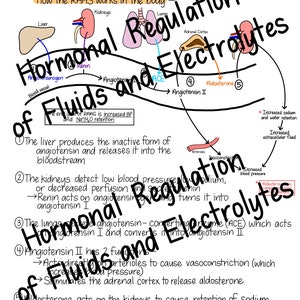 Pode incluir: Um diagrama colorido que ilustra o sistema renina-angiotensina-aldosterona (RAAS) e seu papel na regula&ccedil;&atilde;o do equil&iacute;brio de fluidos e eletr&oacute;litos no corpo. O diagrama mostra os &oacute;rg&atilde;os envolvidos, incluindo o f&iacute;gado, os rins, os pulm&otilde;es e o c&oacute;rtex adrenal, bem como os horm&ocirc;nios produzidos por cada &oacute;rg&atilde;o. O diagrama tamb&eacute;m inclui texto que explica as etapas envolvidas na via RAAS.