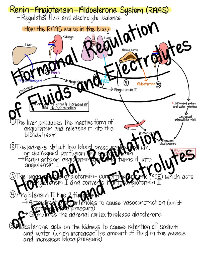 Pode incluir: Um diagrama colorido que ilustra o sistema renina-angiotensina-aldosterona (RAAS) e seu papel na regula&ccedil;&atilde;o do equil&iacute;brio de fluidos e eletr&oacute;litos no corpo. O diagrama mostra os &oacute;rg&atilde;os envolvidos, incluindo o f&iacute;gado, os rins, os pulm&otilde;es e o c&oacute;rtex adrenal, bem como os horm&ocirc;nios produzidos por cada &oacute;rg&atilde;o. O diagrama tamb&eacute;m inclui texto que explica as etapas envolvidas na via RAAS.