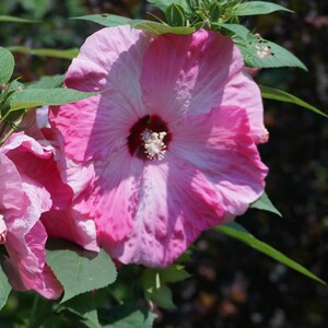 May include: Close-up of a vibrant pink hibiscus flower in full bloom, showcasing delicate petals with a darker center. Green leaves and buds surround the flower, set against a blurred background. The flower's texture and color variations are prominent.