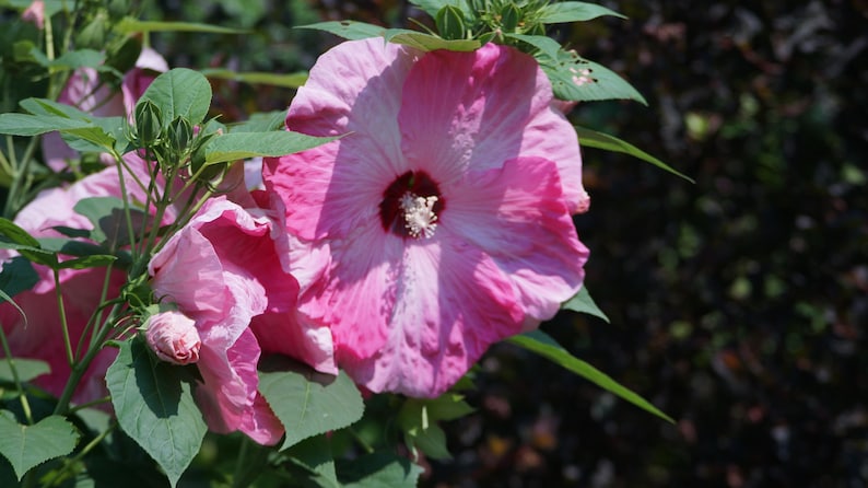 May include: Close-up of a vibrant pink hibiscus flower in full bloom, showcasing delicate petals with a darker center. Green leaves and buds surround the flower, set against a blurred background. The flower's texture and color variations are prominent.
